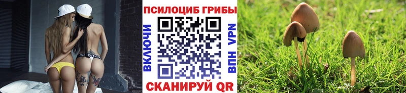 Галлюциногенные грибы Psilocybine cubensis  магазин    Чадан 
